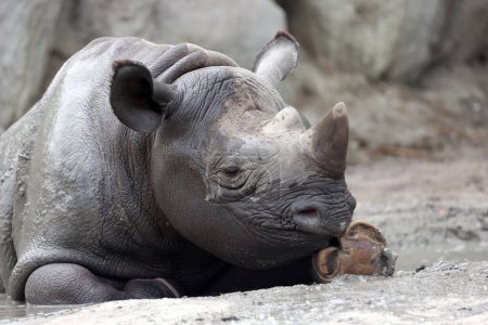 Foto de Un rinoceronte negro, rinoceronte negro o rinoceronte de labios de gancho se está divirtiendo en una piscina de agua - Imagen libre de derechos