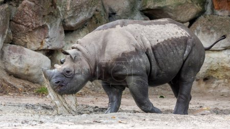 Photo for A black rhinoceros, black rhino or hook-lipped rhinoceros is having fun in a pool of water - Royalty Free Image