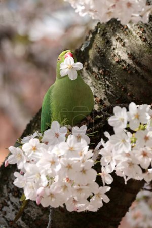 Photo for View of green parakeet (Psittacula krameri) perching on blooming tree - Royalty Free Image