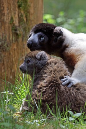 Photo for Crowned sifaka (Propithecus coronatus) and Lac Alaotra bamboo lemur (Hapalemur alaotrensis) - Royalty Free Image