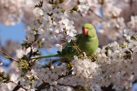 Photo for The rose-ringed parakeet (Psittacula krameri), also known as the ring-necked parakeet in blossom - Royalty Free Image