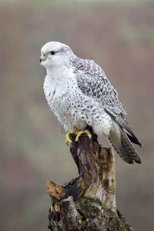 Photo for Closeup of gyrfalcon (Falco rusticolus) in wild nature - Royalty Free Image