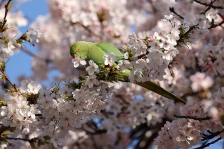 Photo for The rose-ringed parakeet (Psittacula krameri), also known as the ring-necked parakeet in blossom - Royalty Free Image