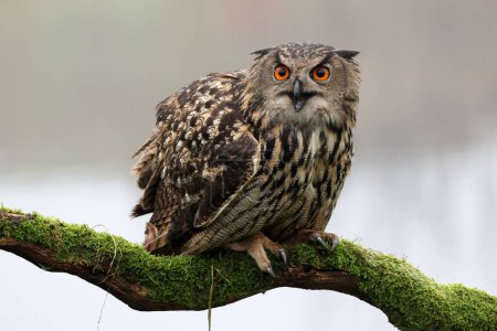 Photo for Closeup of Eurasian eagle-owl (Bubo bubo) in wild - Royalty Free Image