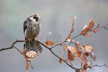 closeup of red-footed falcon (Falco vespertinus) in wild nature
