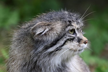 Téléchargez les photos : Le chat de Pallas (Otocolobus manul), également connu sous le nom de manul - en image libre de droit