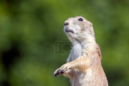 Téléchargez les photos : Close up shot of black-tailed prairie dog (Cynomys ludovicianus) - en image libre de droit
