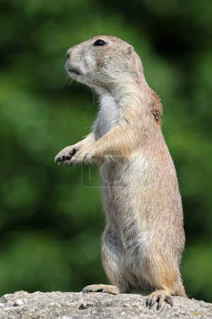Photo for Close up shot of black-tailed prairie dog (Cynomys ludovicianus) - Royalty Free Image