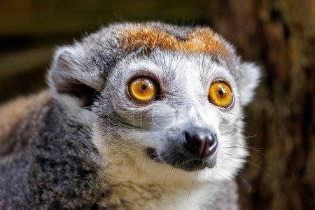 Photo for The crowned lemur (Eulemur coronatus) close up shot - Royalty Free Image