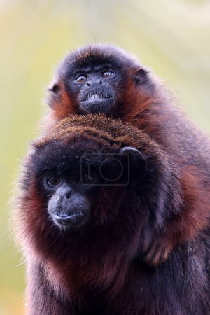 Photo for Couple of coppery titi monkeys (Plecturocebus cupreus), or red titi monkeys - Royalty Free Image