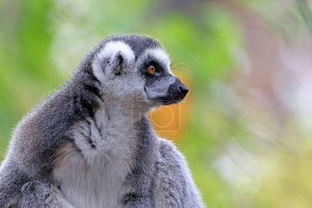 Photo for Close up shot of Ringtailed lemur (lemur catta) - Royalty Free Image