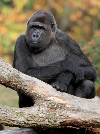 Foto de Close up shot of a western Lowland Gorilla - Imagen libre de derechos