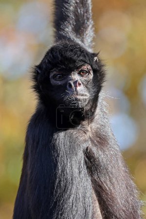 Téléchargez les photos : The black-headed spider monkey (Ateles fusciceps) close up shot - en image libre de droit
