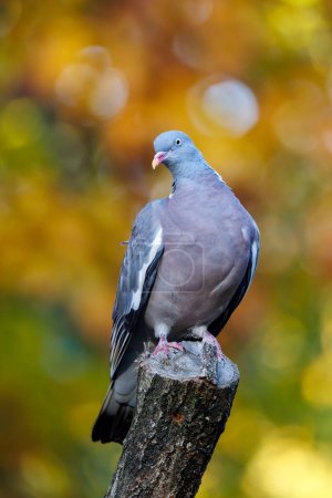 Téléchargez les photos : Pigeon des bois ou Pigeon des bois (Columba palumbus), également connu sous le nom de pigeon des bois, pigeon des bois ou pigeon des bois - en image libre de droit