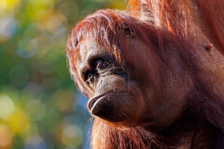 Foto de Primer plano de borneo orang-utang (Pongo pygmaeus) - Imagen libre de derechos