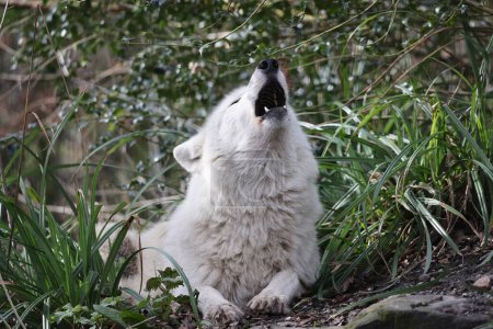 Téléchargez les photos : Loup hurlant de la baie d'Hudson (Canis lupus hudsonicus) en gros plan - en image libre de droit