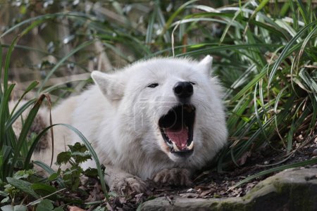 Heulender Hudson Bay Wolf (Canis lupus hudsonicus) in Großaufnahme