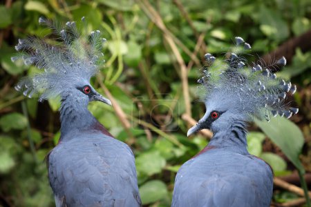 Téléchargez les photos : Pigeons couronnés de Victoria (Goura victoria), oiseaux à plumes bleues - en image libre de droit