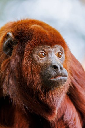 Photo for The Colombian red howler or Venezuelan red howler (Alouatta seniculus) - Royalty Free Image