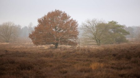 Foto de Escena de invierno del brezal en el Veluwe cerca de Ermelo en Holanda - Imagen libre de derechos