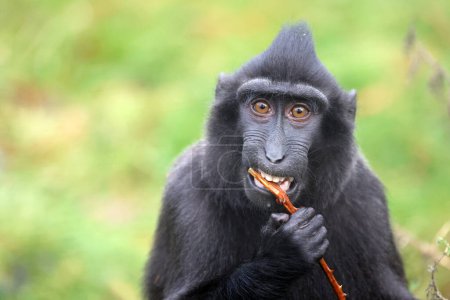 Téléchargez les photos : The Celebes crested macaque (Macaca nigra), also known as the crested black macaque, Sulawesi crested macaque, or the black ape - en image libre de droit