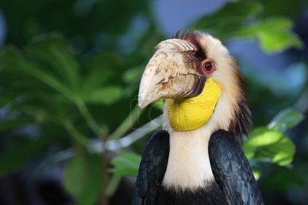 Photo for Male wreathed hornbill (Rhyticeros undulatus) - Royalty Free Image