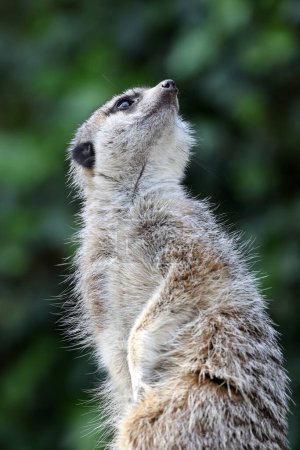 Téléchargez les photos : A meerkat (Suricata suricatta) portrait - en image libre de droit