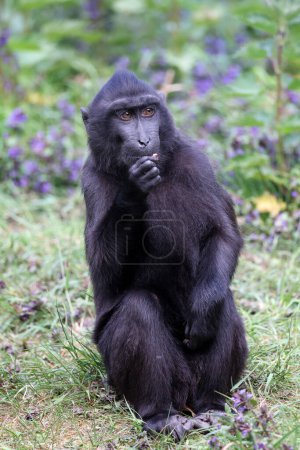 Téléchargez les photos : The Celebes crested macaque (Macaca nigra), also known as the crested black macaque, Sulawesi crested macaque, or the black ape - en image libre de droit