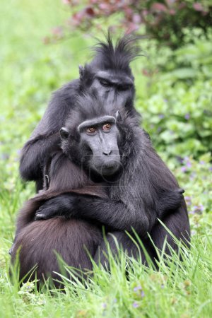 Foto de Los macacos de cresta Celebes (Macaca nigra), también conocidos como macacos negros de cresta, macacos de cresta Sulawesi, o el mono negro - Imagen libre de derechos