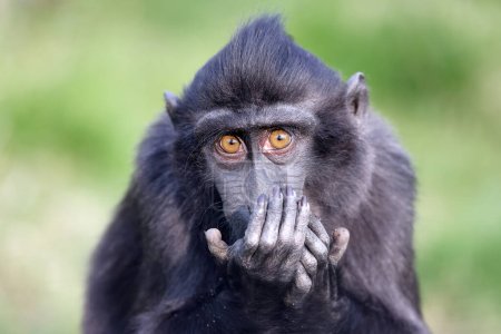 Foto de The Celebes crested macaque (Macaca nigra), also known as the crested black macaque, Sulawesi crested macaque, or the black ape - Imagen libre de derechos