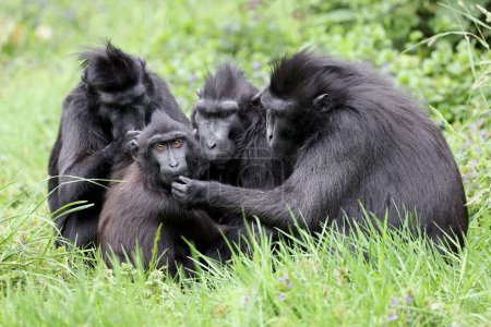 Photo for The Celebes crested macaques (Macaca nigra), also known as the crested black macaques, Sulawesi crested macaque, or the black ape - Royalty Free Image