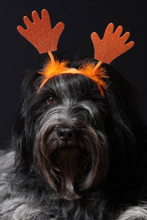 Téléchargez les photos : Schapendoes (chien de berger néerlandais) avec les mains orange sur la tête - en image libre de droit