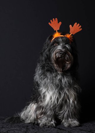 Photo for Schapendoes (Dutch Sheepdog) with orange hands on his head - Royalty Free Image