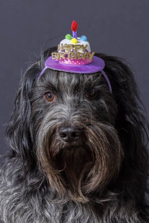 Photo for Schapendoes (Dutch Sheepdog) Happy Birthday hat on the head - Royalty Free Image