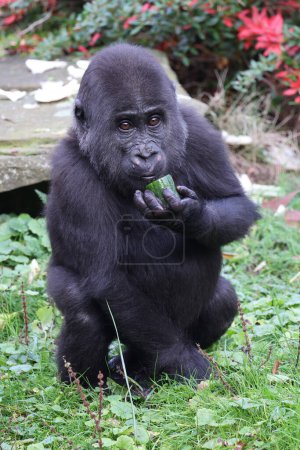 Téléchargez les photos : Gros plan d'un mignon jeune gorille des basses terres de l'ouest - en image libre de droit