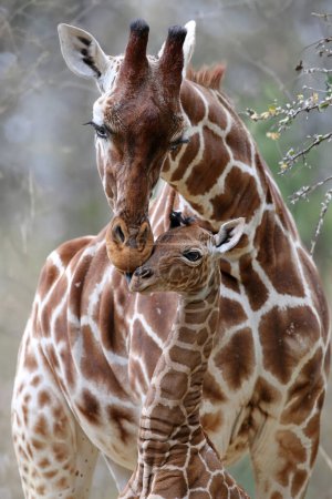 Foto de Primer plano del lindo bebé jirafa reticulada con los padres (Giraffa camelopardalis reticulata) - Imagen libre de derechos