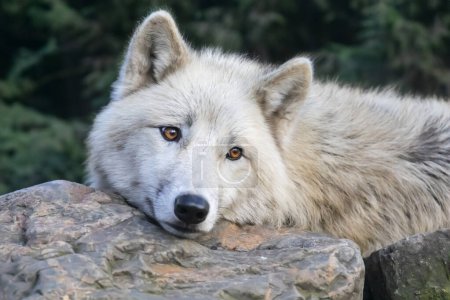 Foto de Hudson Bay Wolf (Canis lupus hudsonicus) con fondo verde - Imagen libre de derechos