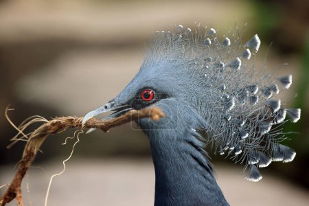 Photo for The Victoria crowned pigeon (Goura victoria) bird - Royalty Free Image