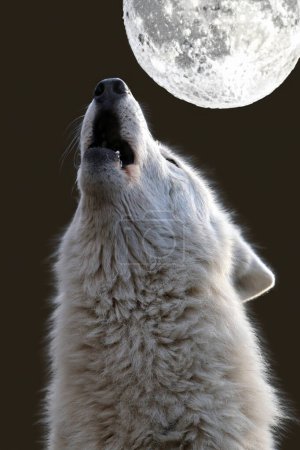 Foto de Aullando lobo de la bahía de Hudson (Canis lupus hudsonicus) - Imagen libre de derechos