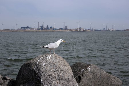 Photo for Meeuw on the Pier of IJmuiden in the Netherlands with Tata Steel (the former Hoogovens) in the background - Royalty Free Image
