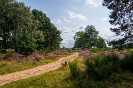 Téléchargez les photos : Bruyère fleurie, arbres et passerelle à Westerheide, Pays-Bas - en image libre de droit