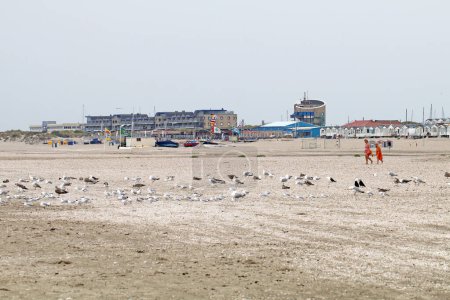 Photo for Walkers and seagulls on the beach of Ijmuiden, Netherlands - Royalty Free Image