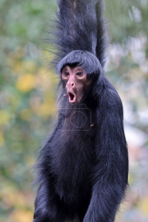 Foto de Mono araña de cara roja con emoción de la cara que se pregunta. Ateles paniscus aire libre en la naturaleza - Imagen libre de derechos