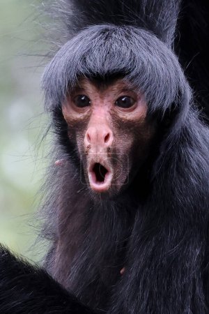 Foto de Mono araña de cara roja con emoción de la cara que se pregunta. Ateles paniscus aire libre en la naturaleza - Imagen libre de derechos