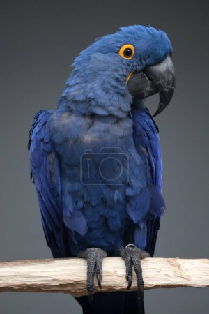 Hyacinth macaw parrot (Anodorhynchus hyacinthinus)