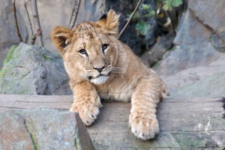 Foto de Lindo pequeño cachorro de león joven en el tronco de madera - Imagen libre de derechos