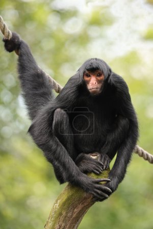 Photo for Red-faced spider monkey sitting on tree and holding rope by tail, Ateles paniscus - Royalty Free Image