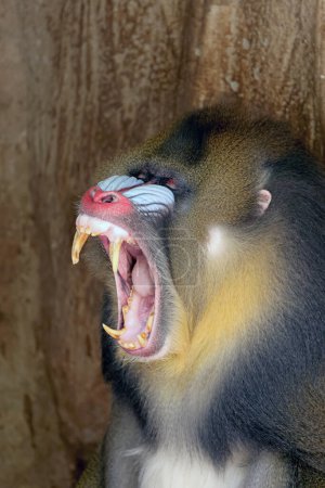 Téléchargez les photos : Vue rapprochée de Mandrill singe en colère avec des dents acérées avec un fond d'arbre, Mandrillus sphinx - en image libre de droit