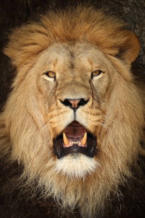 Téléchargez les photos : Vue rapprochée du portrait de Lion, Panthera Leo - en image libre de droit