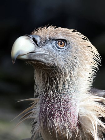 Téléchargez les photos : Portrait détaillé du vautour griffon d'Eurasie, Gyps fulvus - en image libre de droit